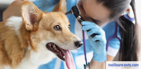 un chien marron chez le vétérinaire