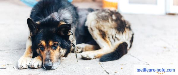 un chien berger qui est malade