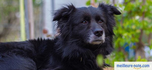 un chien noir à l'éxtérieur