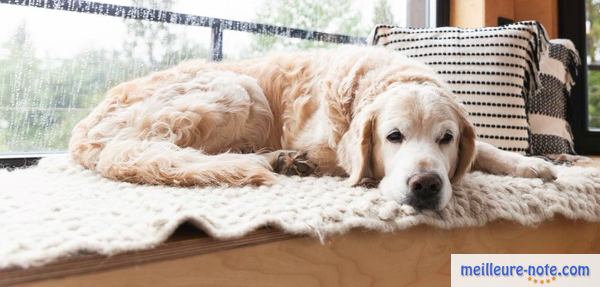 un vieux chien se repose