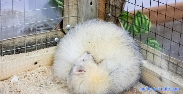 Un furet blanc qui dort dans sa cage