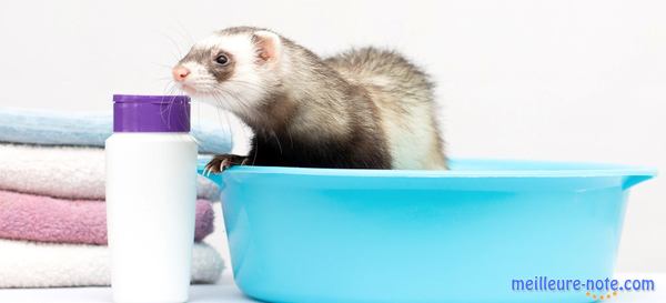 un furet dans une cuvette