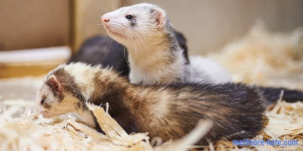 Un couple de furets dans une cage