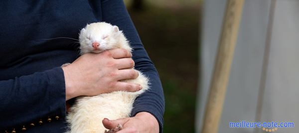 une femme et un furet blanc