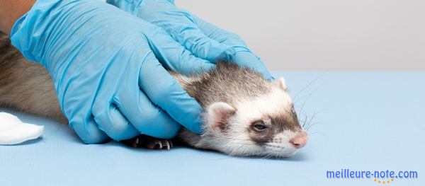 un furet chez le vétérinaire