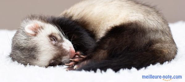 un beau furet qui dort