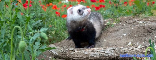 un furet à l'extérieur