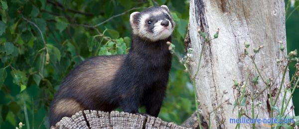 un furet dans la forêt