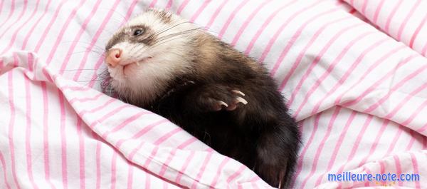 un furet sur le lit