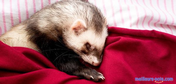 un jolie furet dort