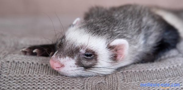 un furet gris blanc malade