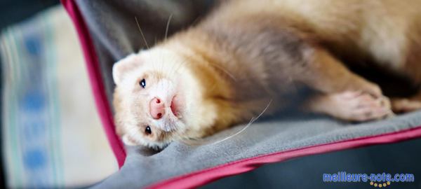 un furet se repose sur un hamac