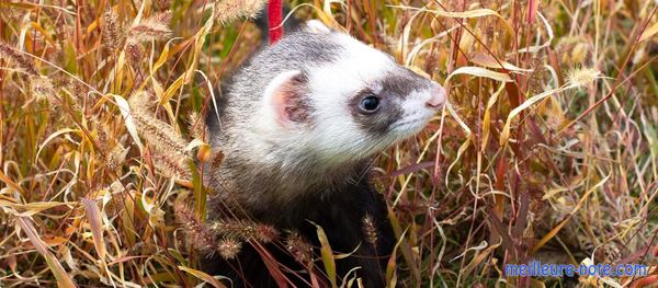 un furet avec un harnais