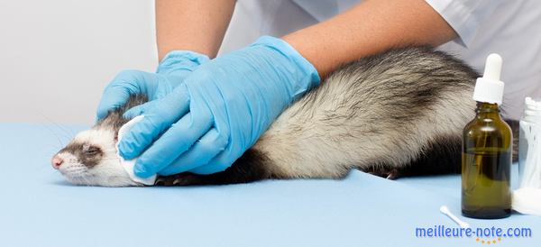 un furet chez le vétérinaire