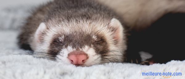 un beau furet dort