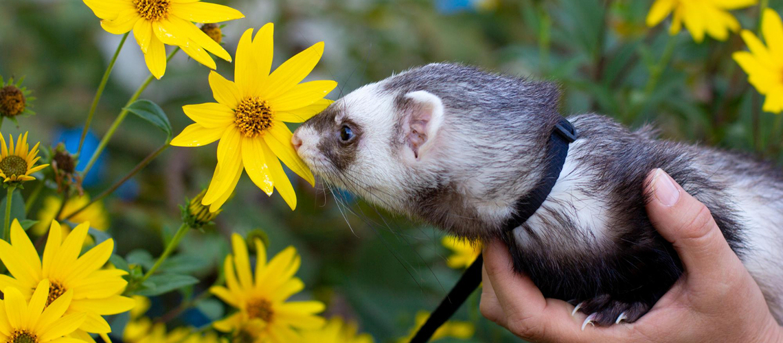 Perte de poils du furet