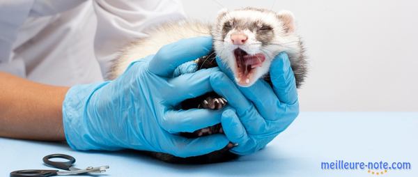 un vétérinaire tient une furet te