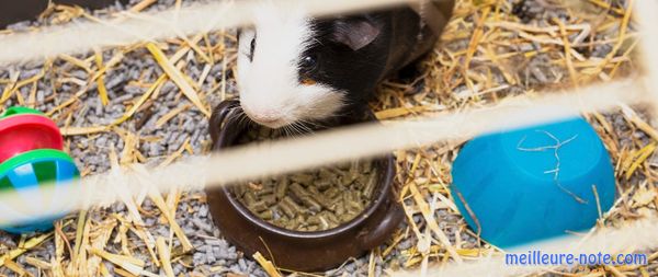 Un cochon d'Inde dans sa cage