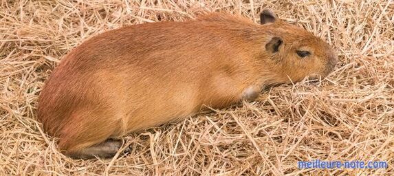 Un petit cochon d'Inde allongé sur la litière de paille