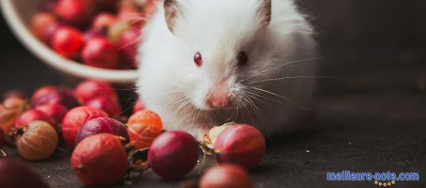 Un cochon d'Inde qui mange des noisettes rouge