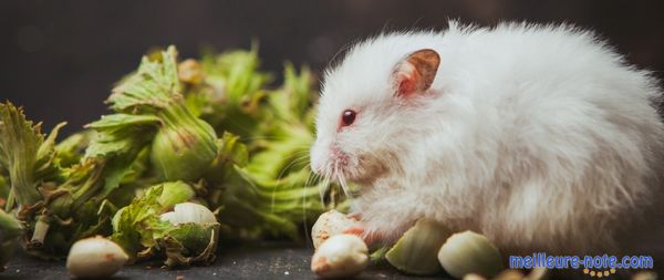 Un petit cochon d'Inde qui mange