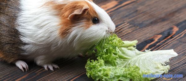 Un cochon d'Inde mange du salade 