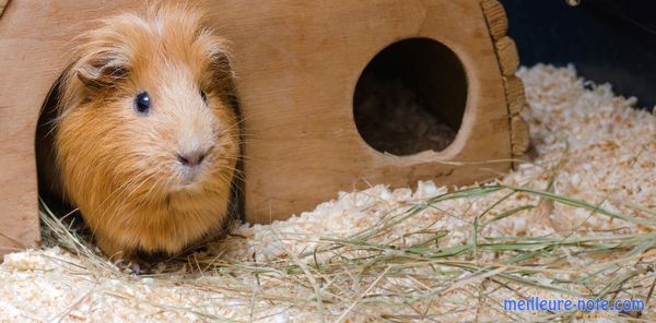 Une petit maison pour cochon d'Inde