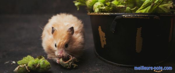 Un joli cochon d'Inde qui mange des noisettes