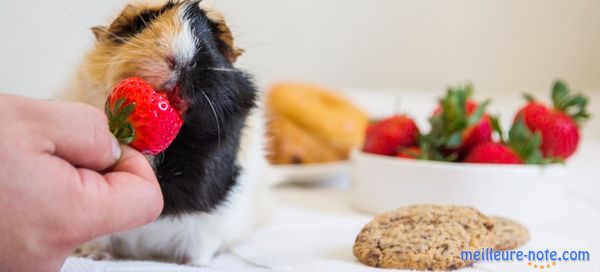 Un cochon d'Inde qui mange une fraise