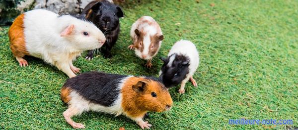 Des hamsters et des cochons d'Inde sur l'herbe