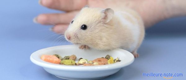 Un petit cochon d'Inde blanc