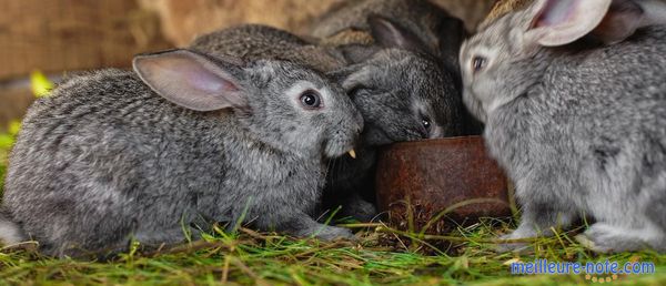 Des beau lapins gris