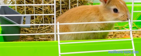 Un cobaye dans la cage vert