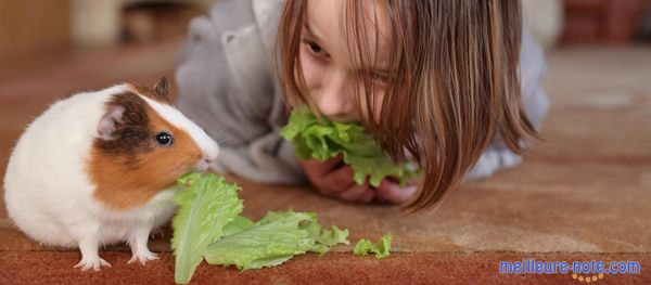 Une petite fille qui joue le cochon d'Inde