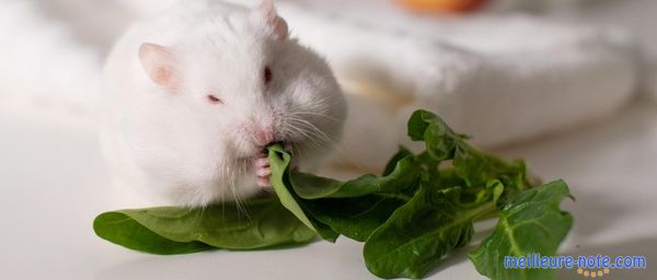 Un petit cochon d'Inde qui mange une feuille