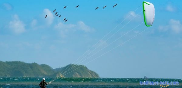 Une aile de kitesurf et des oiseaux 