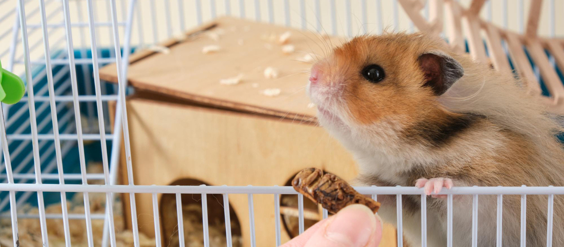 Cage hamster place